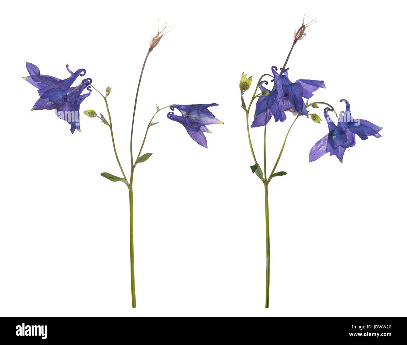 Essiccato e fiori pressati di un blu campanula isolato su uno sfondo bianco. Erbario di fiori di primavera. Foto Stock