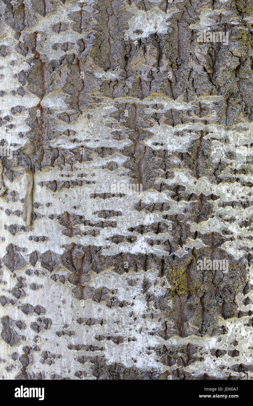 Corteccia di pioppo bianco (Populus alba) Foto Stock