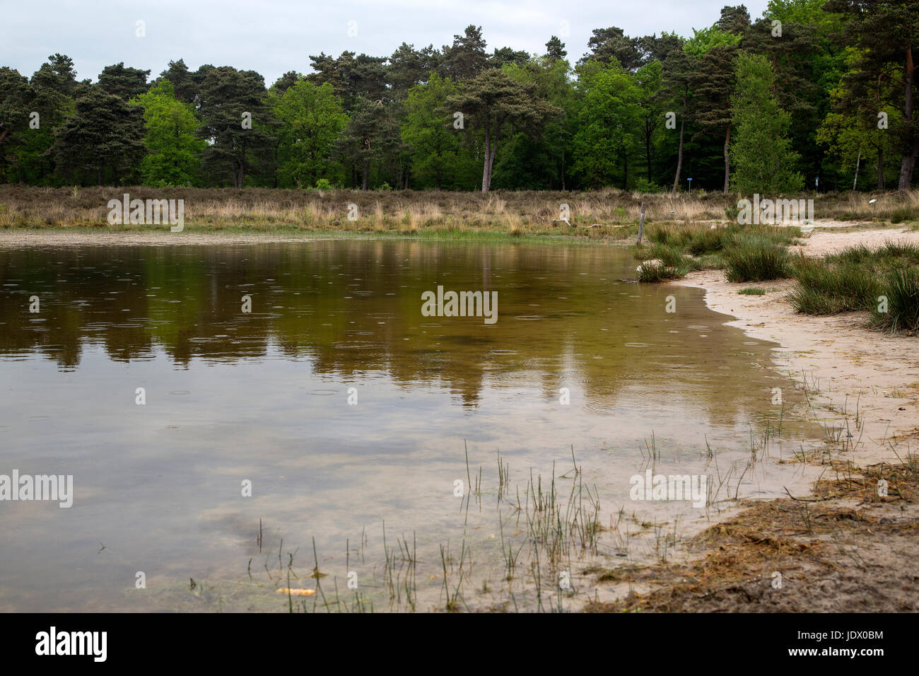 Bosco misto con mirroring in semplice Foto Stock