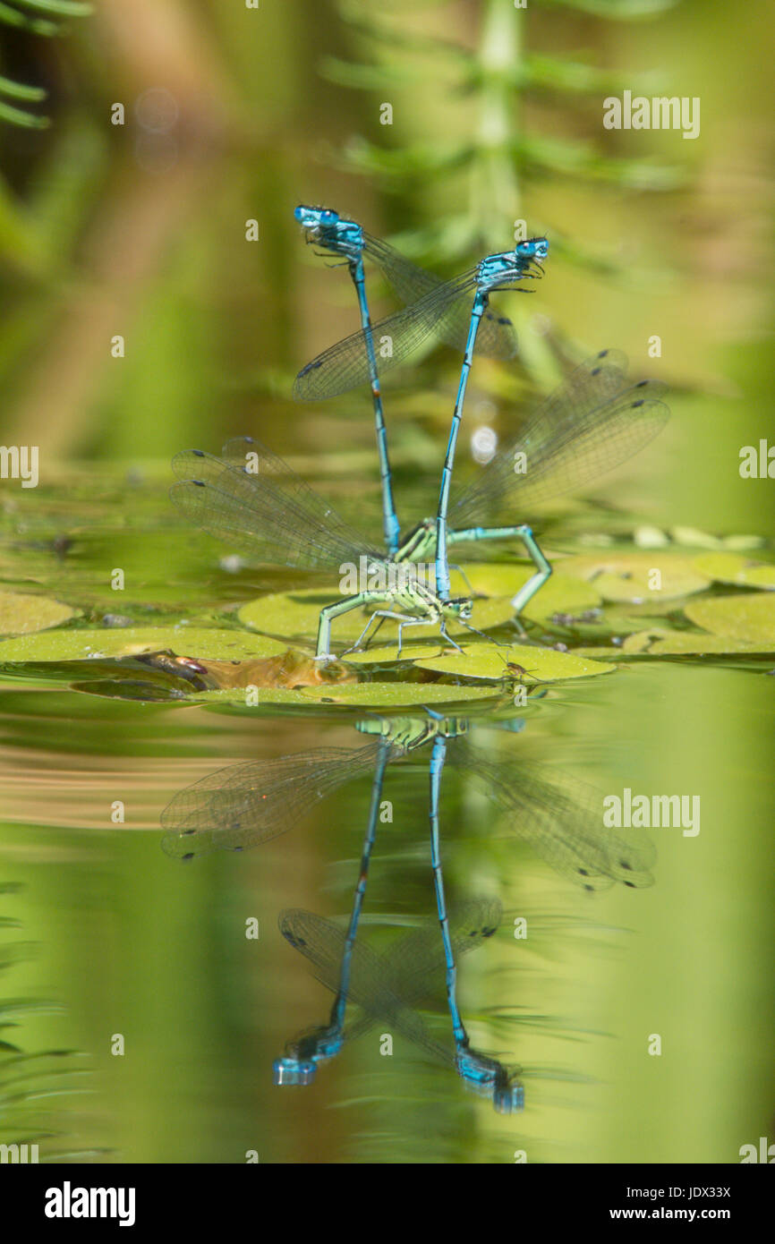 Azure, damselflies Coenagrion puella, accoppiamento e la deposizione delle uova in giardino wildlife pond. Sussex, Regno Unito. Giugno. Foto Stock