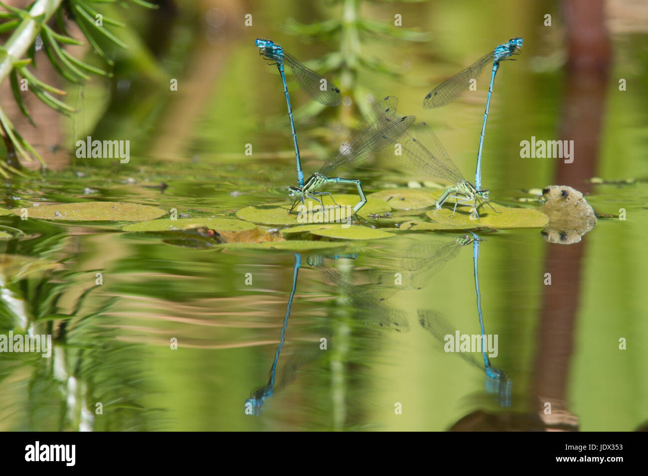 Due coppie di Azure damselflies, Coenagrion puella, accoppiamento e la deposizione delle uova in giardino wildlife pond. Sussex, Regno Unito. Giugno. Foto Stock