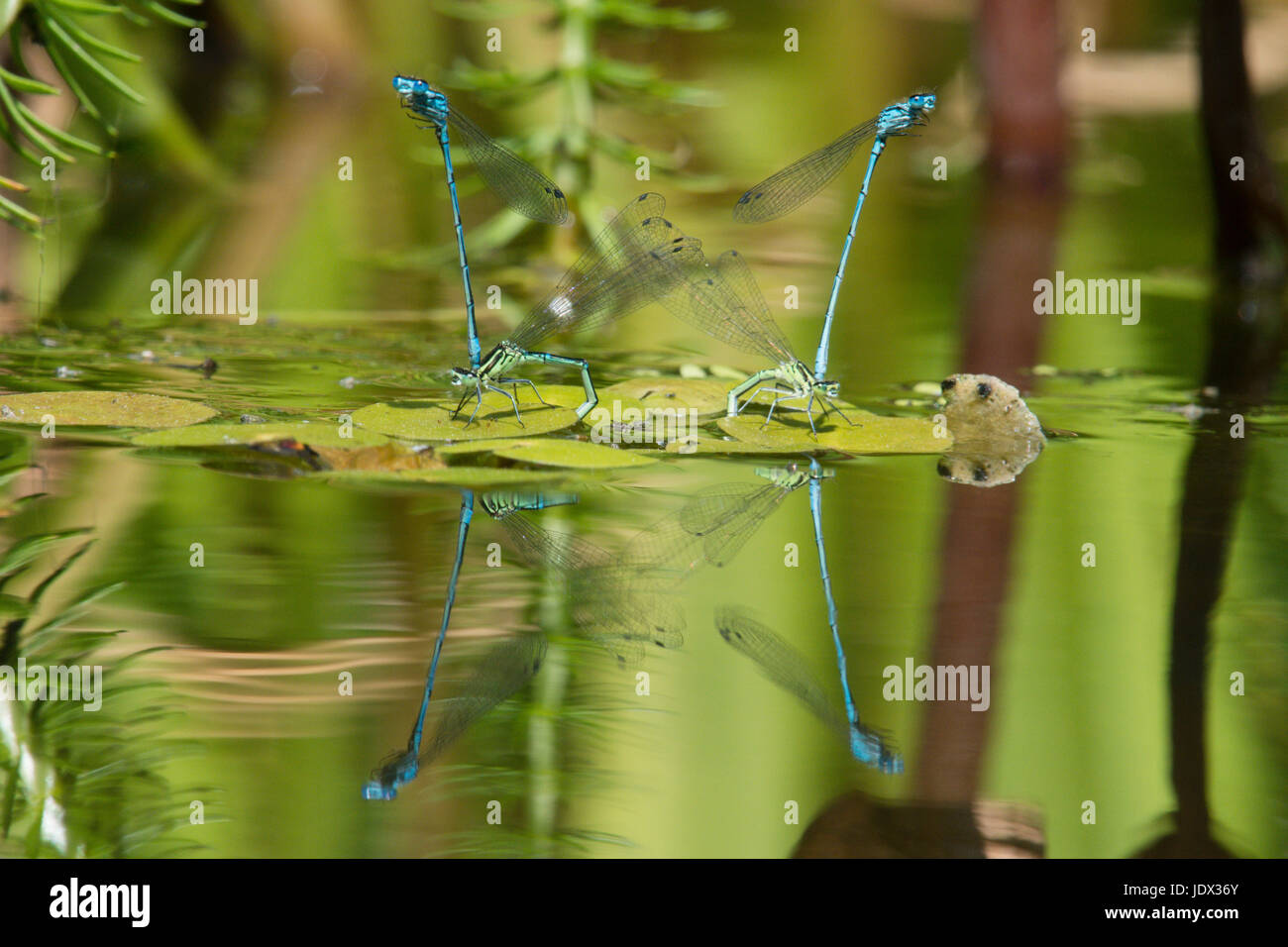Due coppie di Azure damselflies, Coenagrion puella, accoppiamento e la deposizione delle uova in giardino wildlife pond. Sussex, Regno Unito. Giugno. Foto Stock