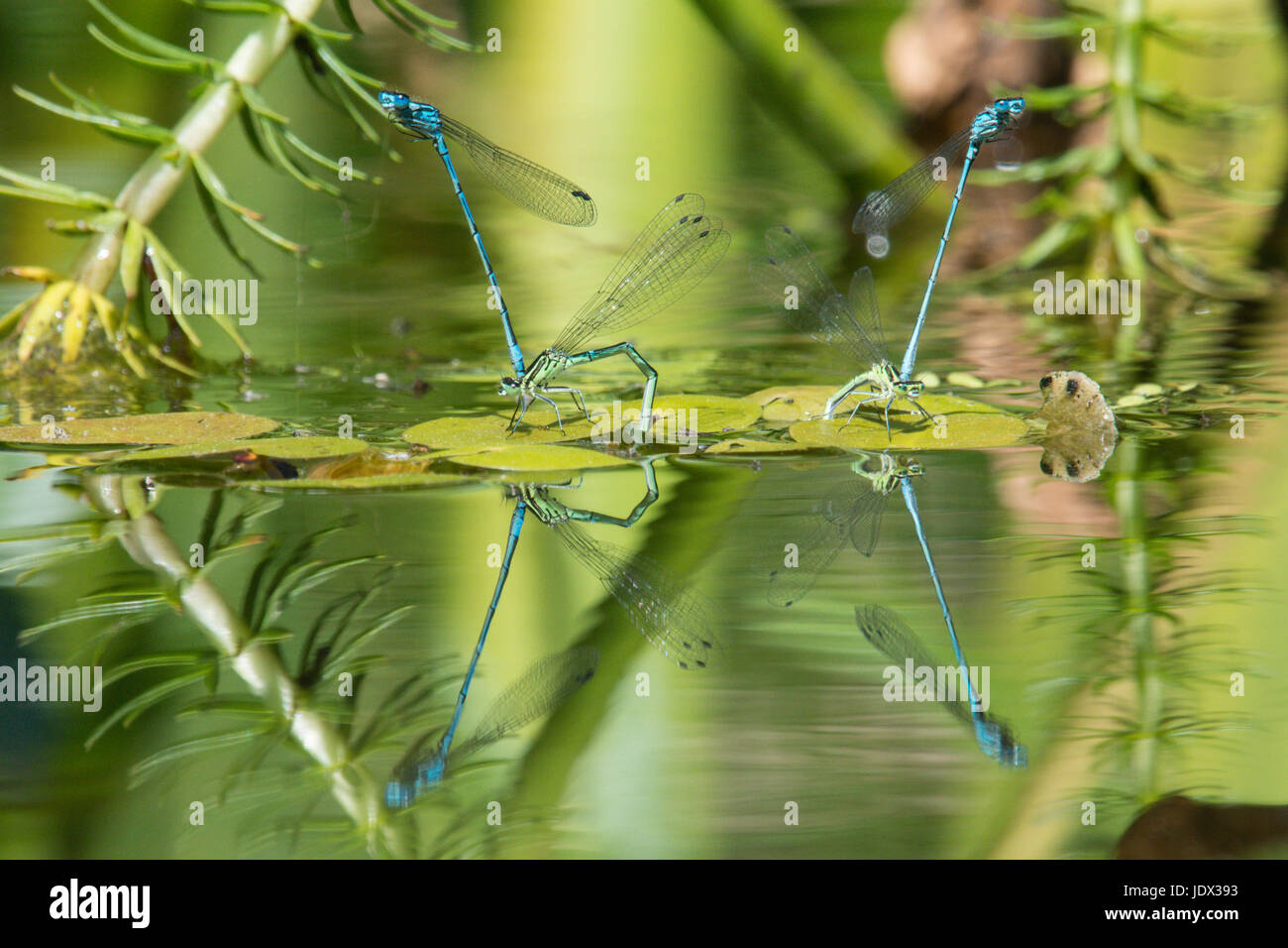 Due coppie di Azure damselflies, Coenagrion puella, accoppiamento e la deposizione delle uova in giardino wildlife pond. Sussex, Regno Unito. Giugno. Foto Stock