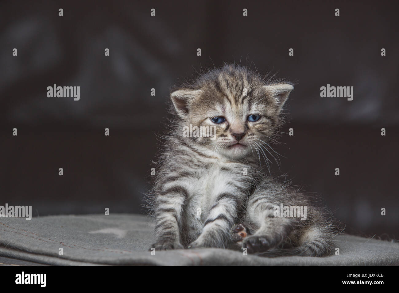 Piccolo gattino seduto su una coperta Foto Stock