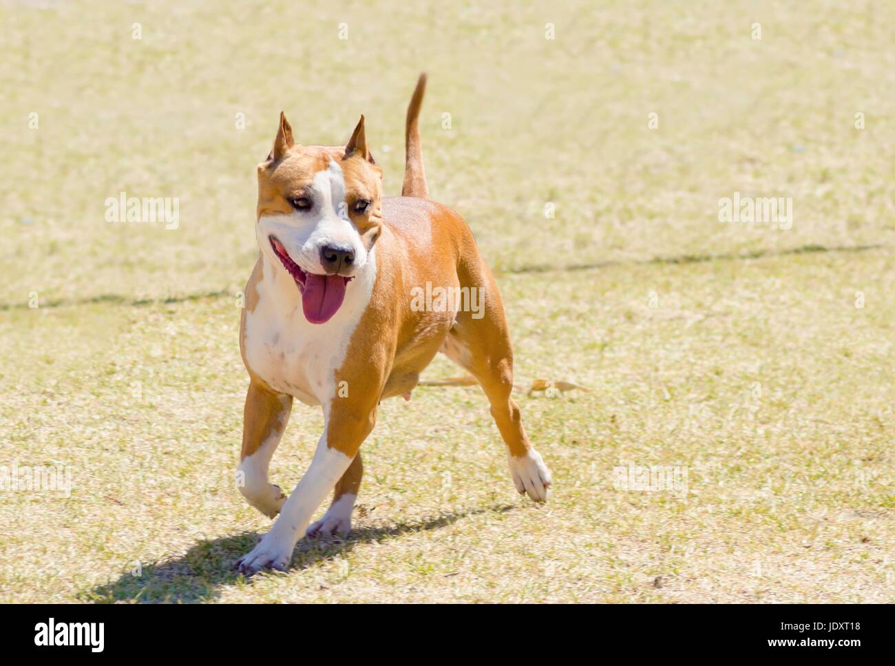 Un piccolo, belle, giovani, bianco e rosso sable American Staffordshire Terrier camminando sul prato mentre bloccato la lingua fuori e guardando giocoso e allegro. Le sue orecchie sono ritagliate. Foto Stock