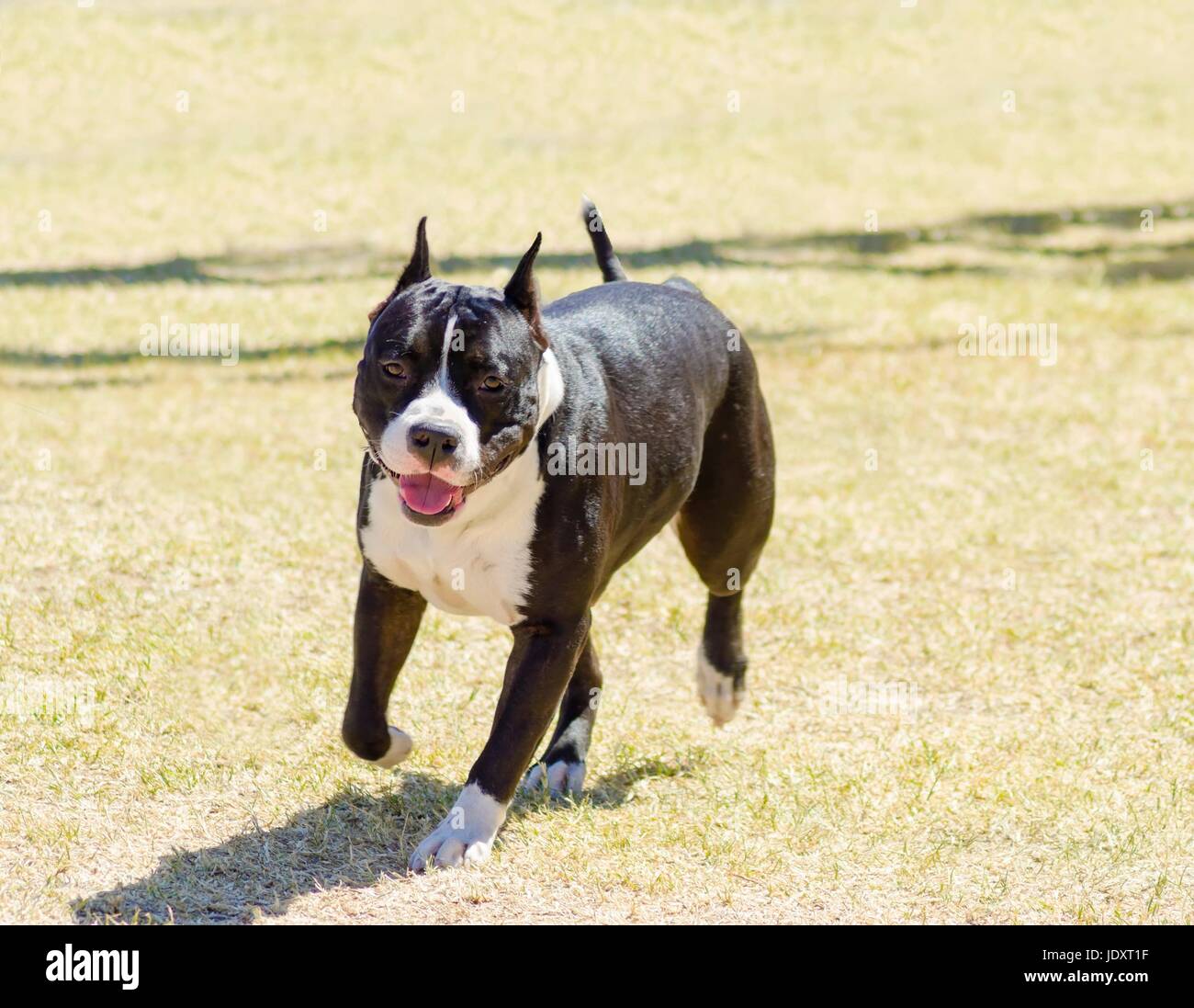 Un piccolo, belle, giovani, il nero e il bianco American Staffordshire Terrier passeggiate sull'erba cercando giocoso e allegro. Le sue orecchie sono ritagliate. Foto Stock