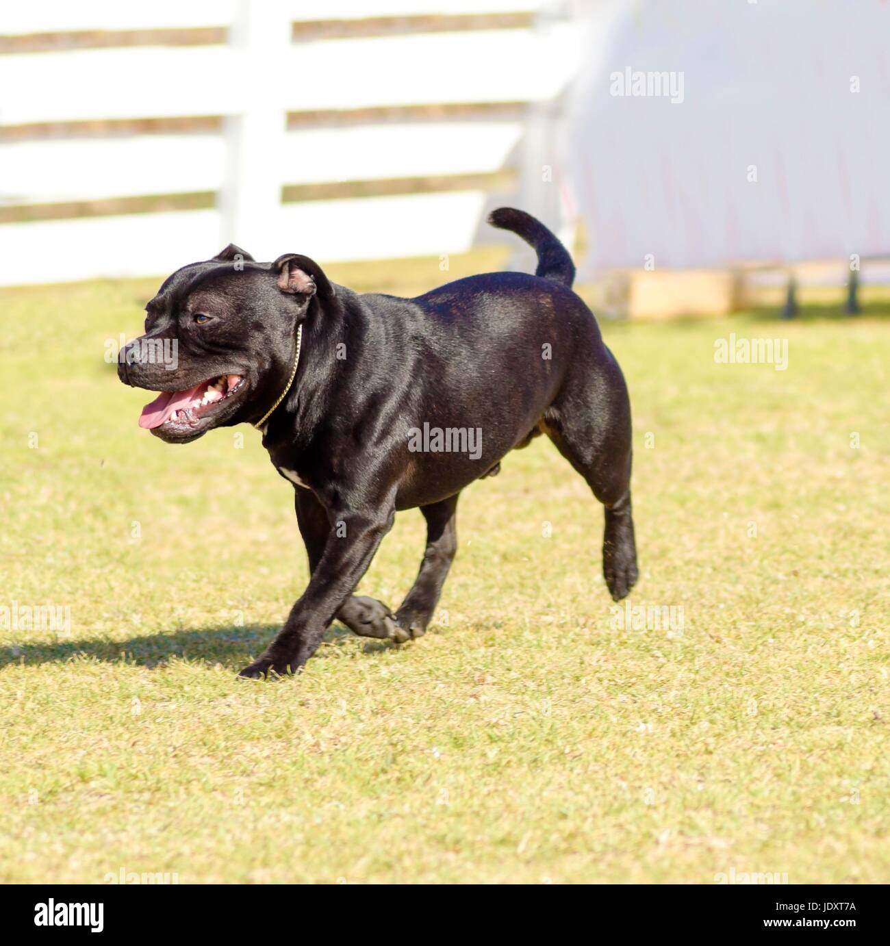 Un piccolo, belle, giovani, nero Staffordshire Bull Terrier passeggiate sull'erba cercando giocoso e allegro. Il personale inglese cani sono di medie dimensioni e piuttosto tozzo e molto muscoloso cani simili a american pitbulls. Foto Stock