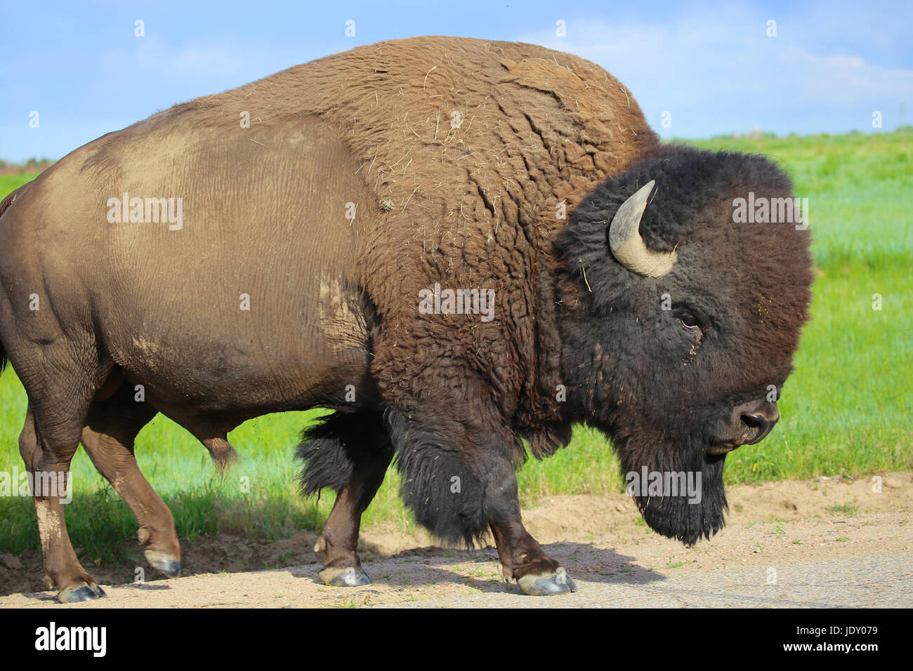 Bisonte americano Foto Stock