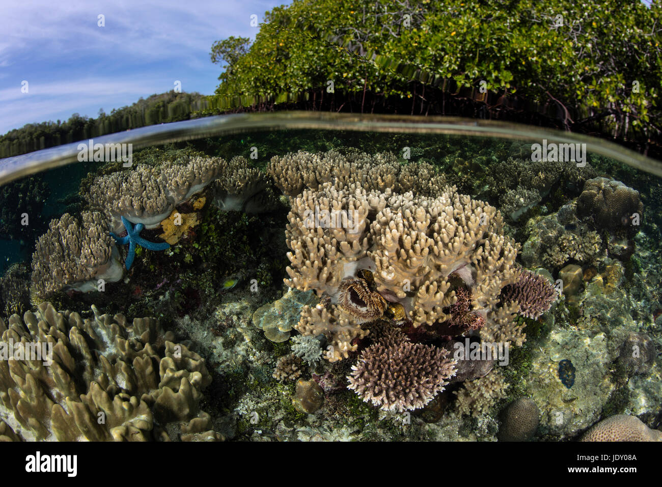 Ricche di specie superiore della barriera corallina, Raja Ampat, Papua occidentale, in Indonesia Foto Stock