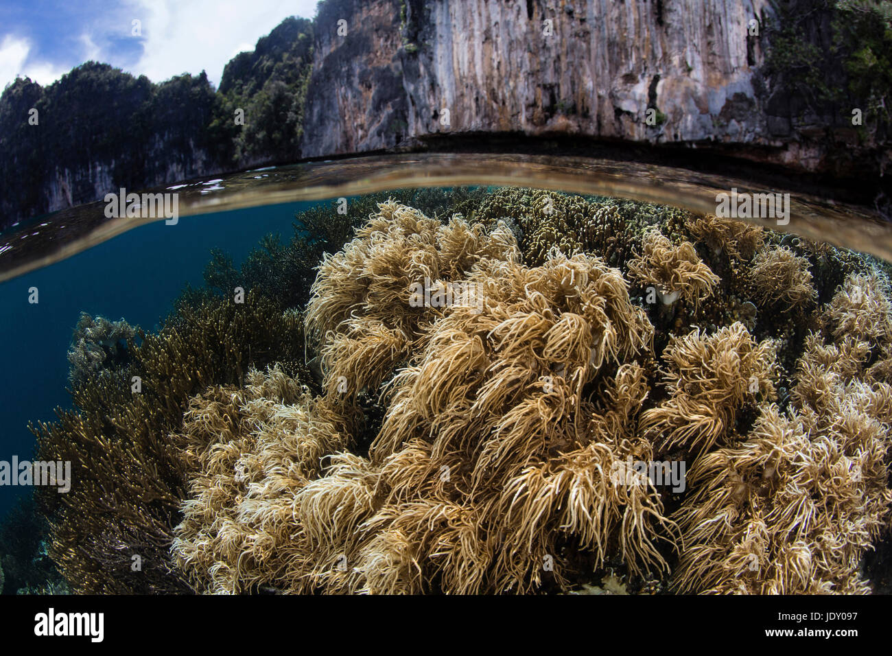 In pelle di coralli molli, Sinularia flexibilis Raja Ampat, Papua occidentale, in Indonesia Foto Stock