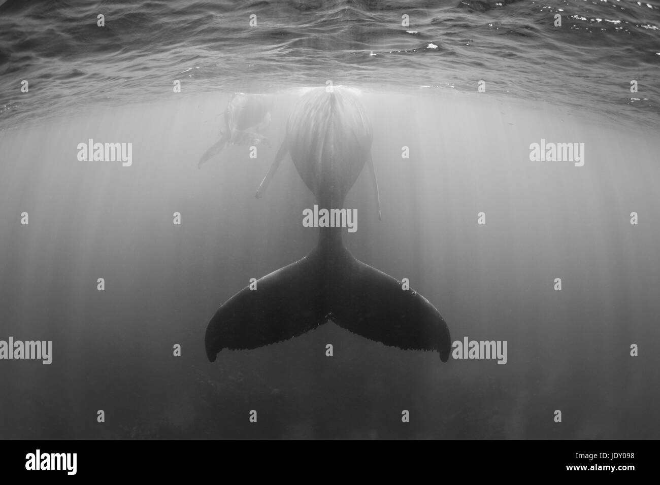 Humpback Whale, madre e del polpaccio, Megaptera novaeangliae, Banca d'argento, Oceano Atlantico, Repubblica Dominicana Foto Stock