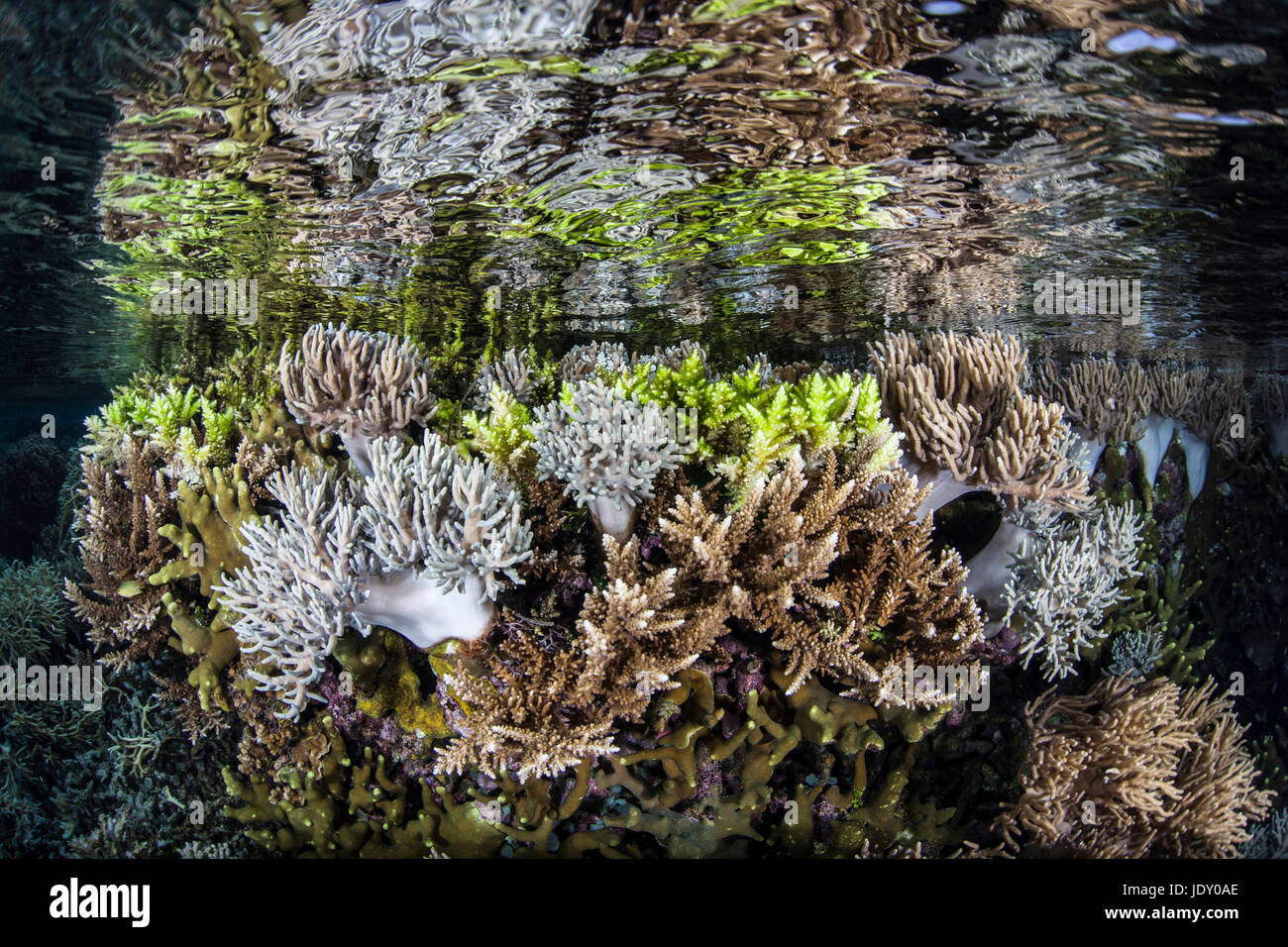 Coralli in acque poco profonde, Melanesia, Oceano Pacifico Isole Salomone Foto Stock