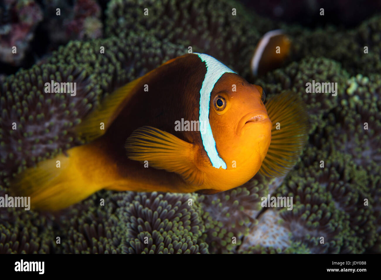 Cofano bianco, Anemonefish Amphiprion leucokranos, Melanesia, Oceano Pacifico Isole Salomone Foto Stock