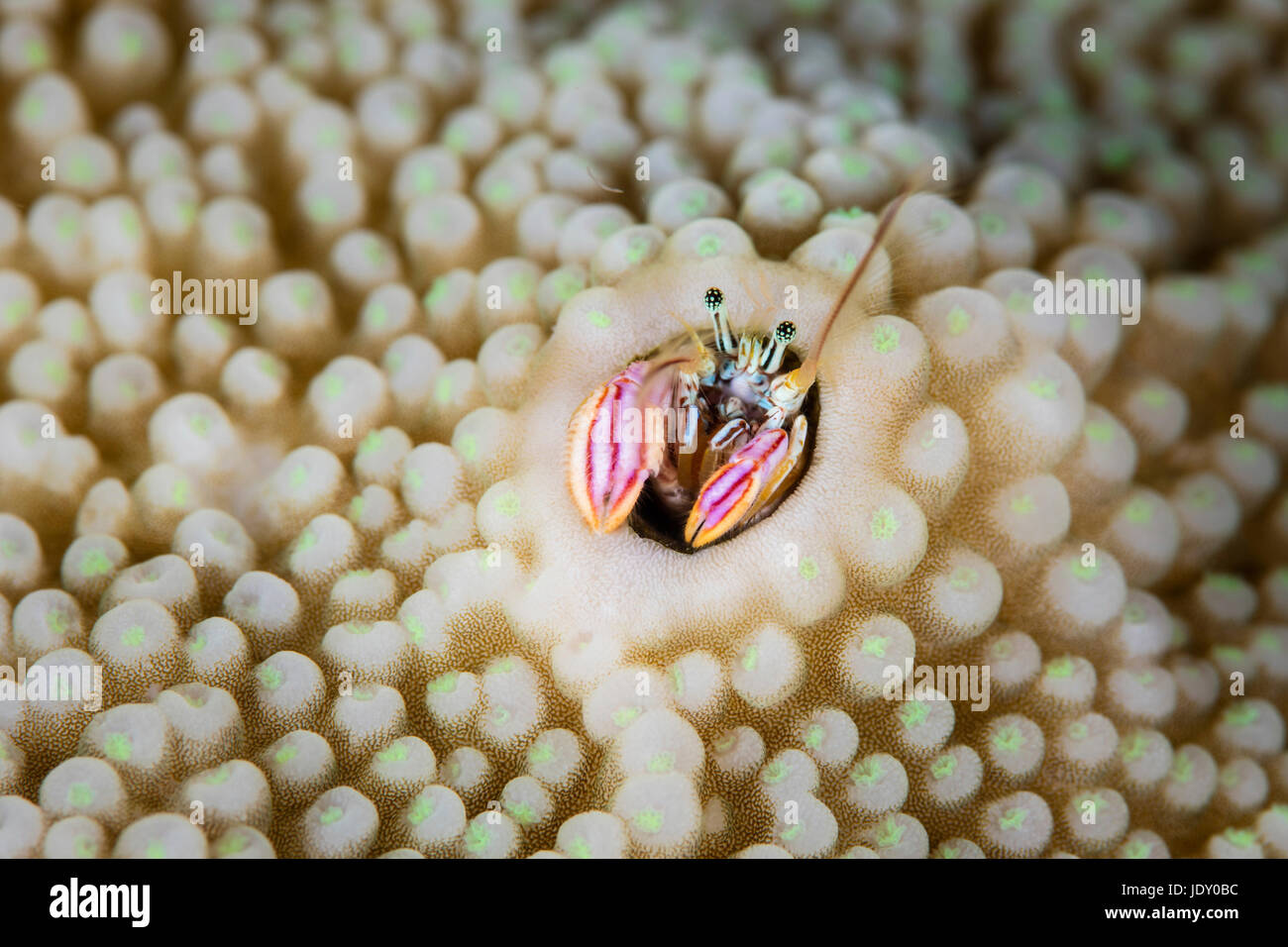 Coral Granchio eremita, Paguritta harmsi, Melanesia, Oceano Pacifico Isole Salomone Foto Stock