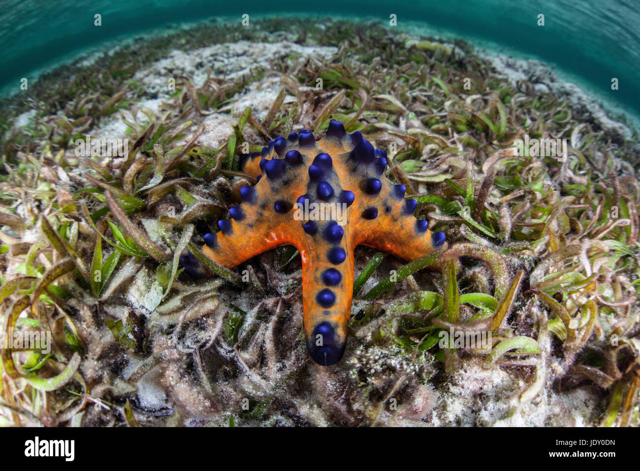 Chocolate Chip di stelle marine Protoreaster nodosus, Wakatobi., Celebes, Indonesia Foto Stock