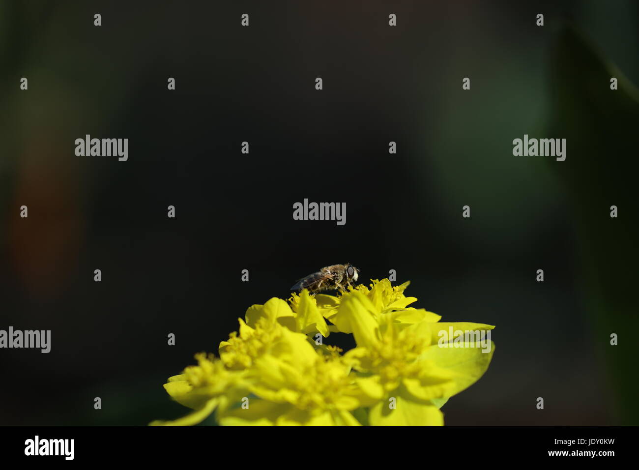 Biene auf einer Blüte Foto Stock