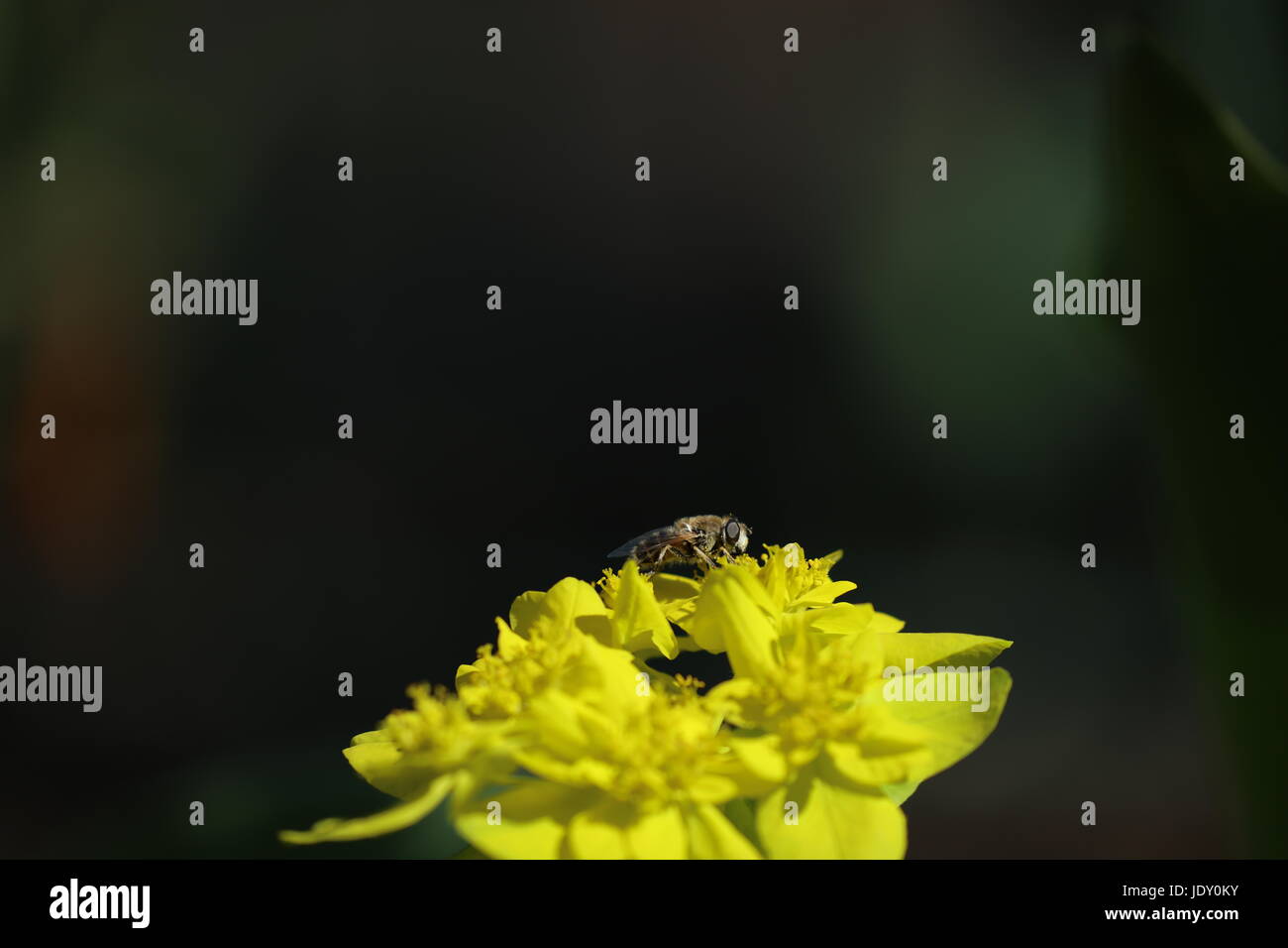 Biene auf einer Blüte Foto Stock