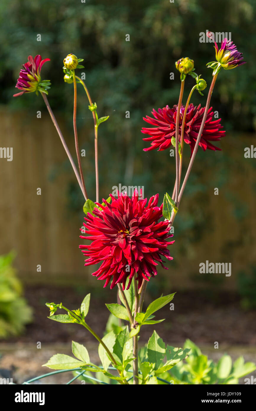 Dahlia Chat Noir in fiore. Foto Stock