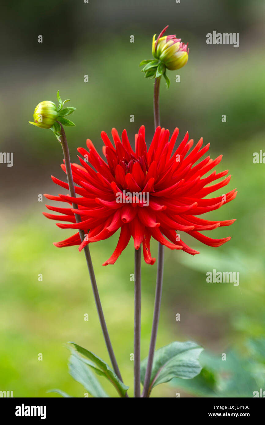 Dahlia estate indiana in fiore. Foto Stock