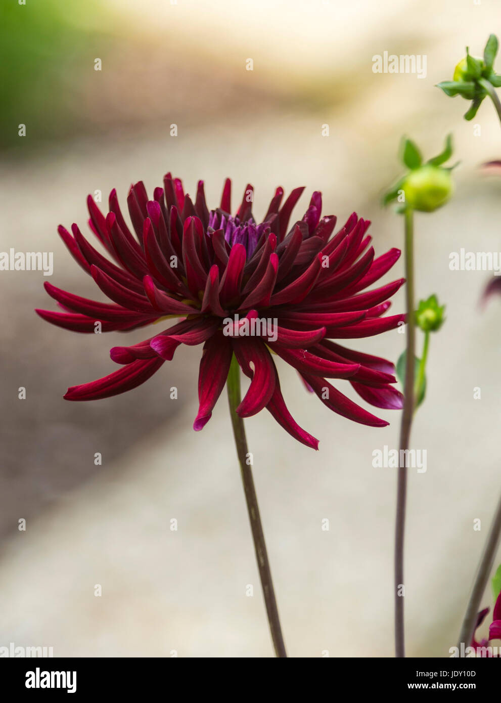 Dahlia Chat Noir in fiore. Foto Stock