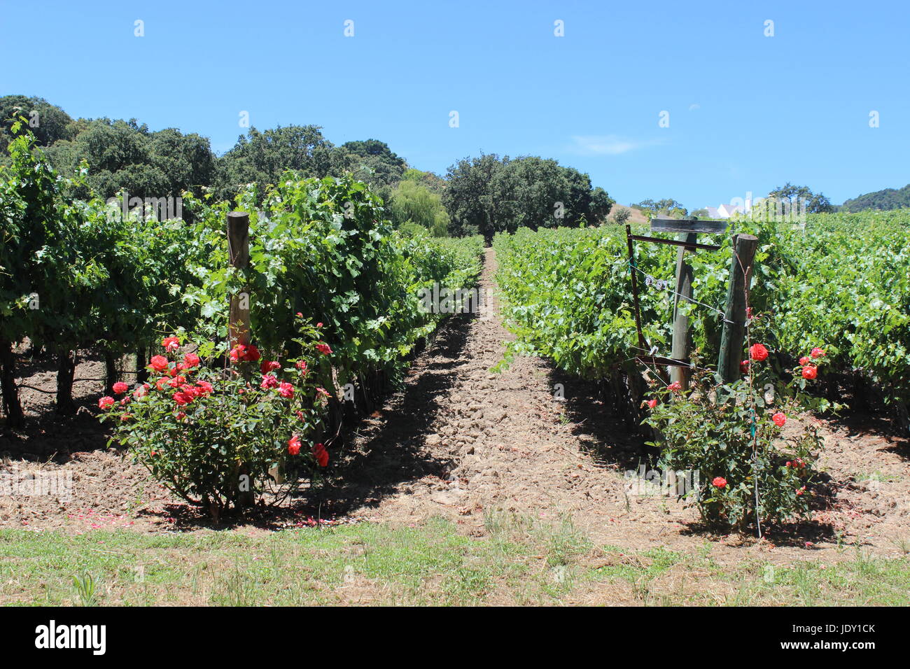 Napa Valley Vineyard, California Foto Stock