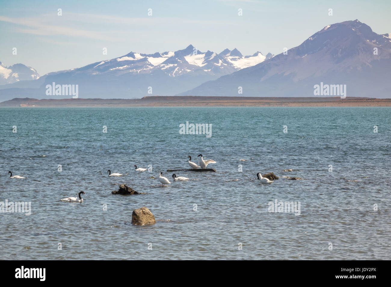 Nero a collo di cigno (Cygnus melancoryphus) in Almirante Montt golfo in Patagonia - Puerto Natales, regione di Magallanes, Cile Foto Stock