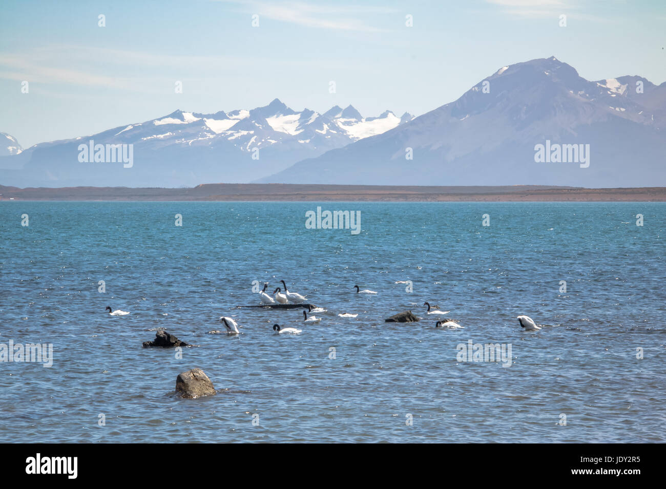 Nero a collo di cigno (Cygnus melancoryphus) in Almirante Montt golfo in Patagonia - Puerto Natales, regione di Magallanes, Cile Foto Stock