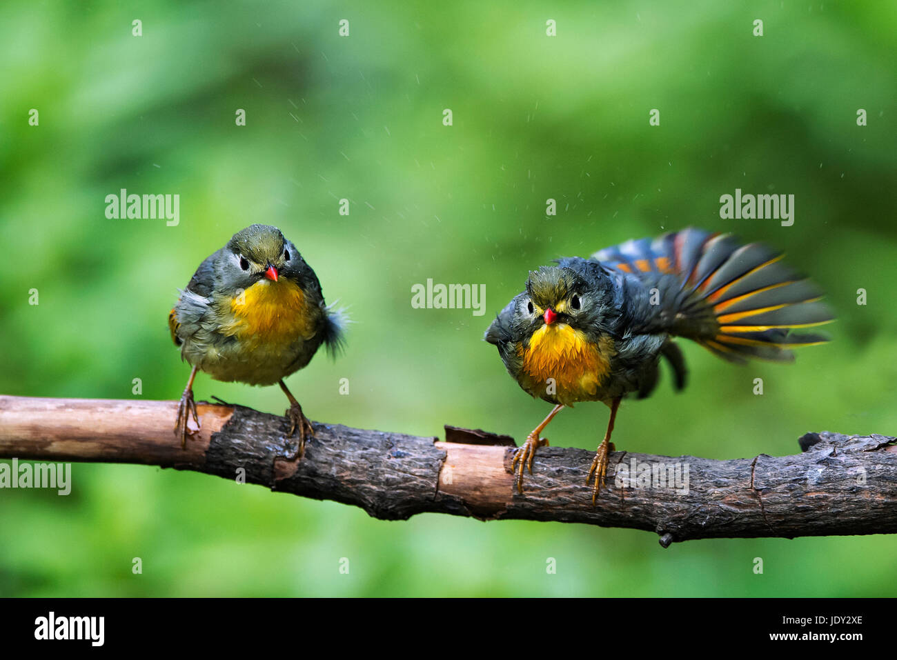 L'immagine di Rosso fatturati leiothrix (Leiothrix lutea ) in Sattal,Uttarakhand, India Foto Stock