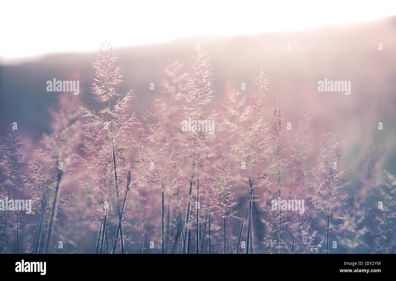 Natura Outdoor immagine con profondità di campo e la sfocatura per usare come sfondo Foto Stock
