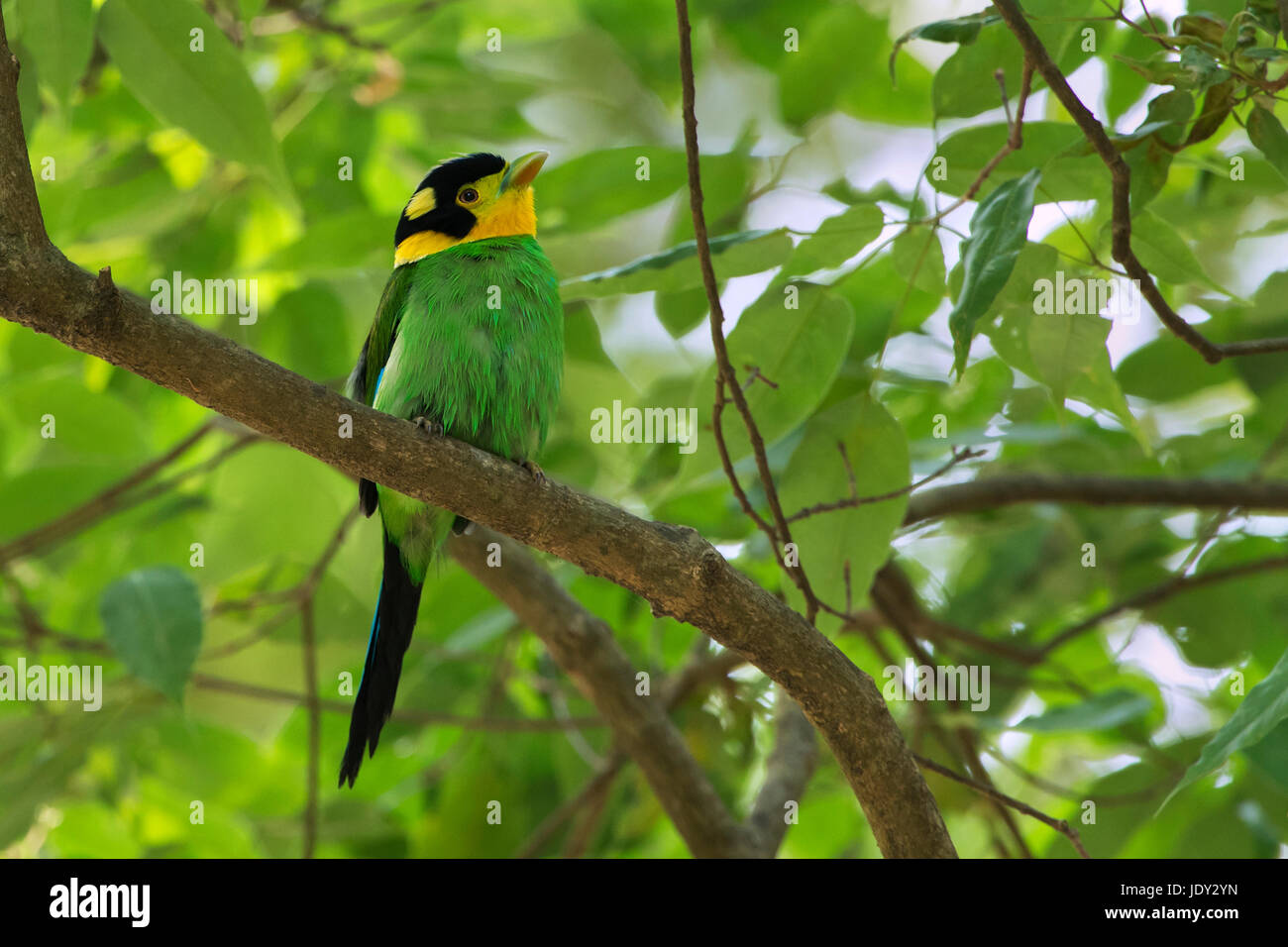 L'immagine di Long-tailed Broadbill (Psarisomus dalhousiae) in Sattal, Uttrakhand, India Foto Stock