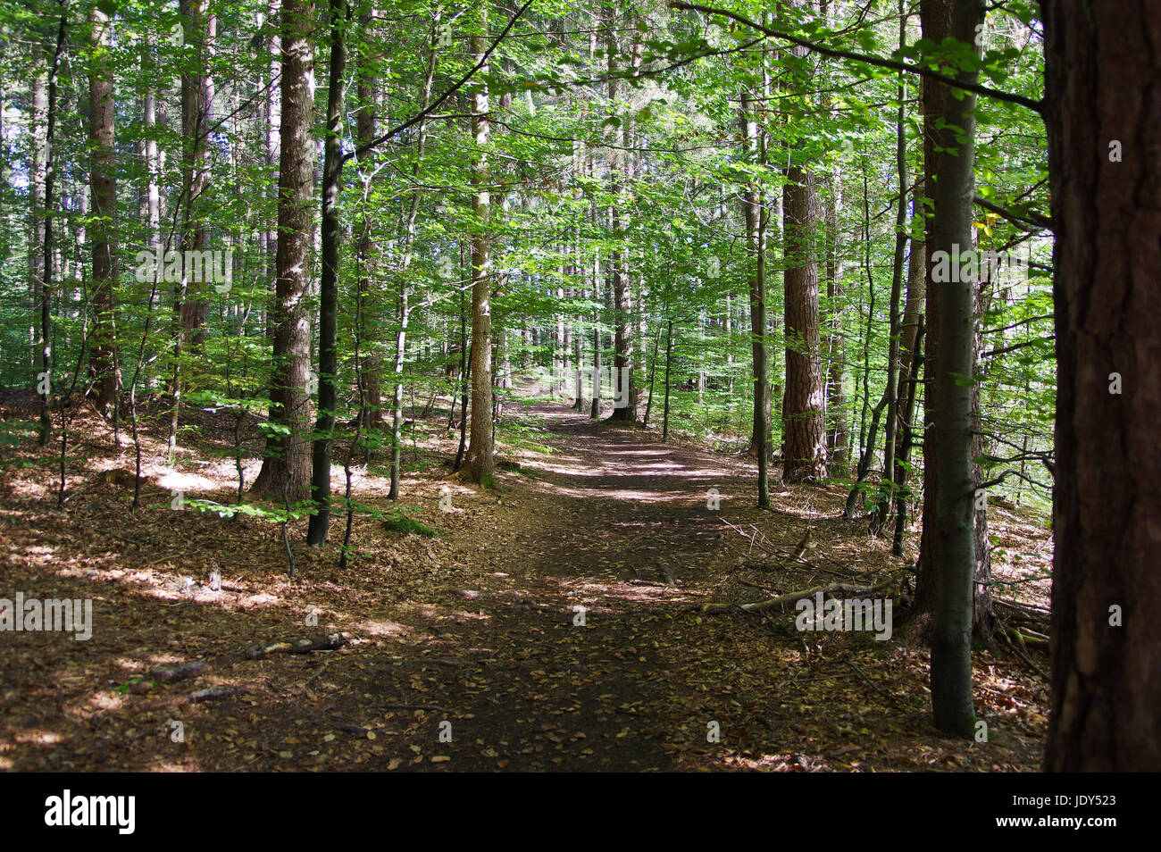 Weg durch einen Wald mit Laub herbstlichem Foto Stock