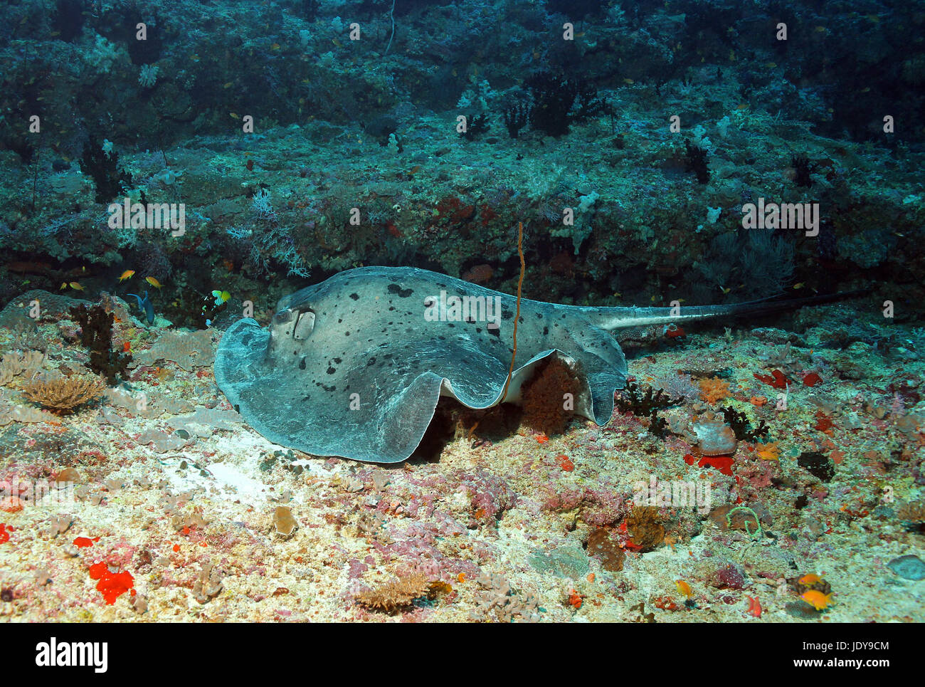 Nero-spotted Stingray (Taeniurops Meyeni - aka Black-spotted Stingray, Spotted Raggi a fiocco, fiocco Stingray, Giant Reef Ray, Round Ribbontail Ray, chiazzato Stingray, Bull Ray) giacente sulla barriera corallina, Guraidhoo Corner, South Male Atoll, Maldive Foto Stock