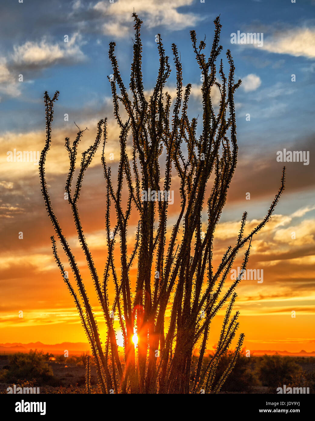Ocotillo tramonto Foto Stock