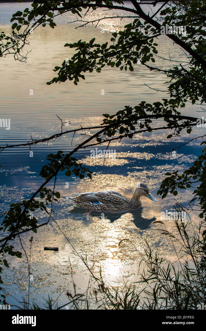 Anatra sul laghetto in Sud Dakota Foto Stock