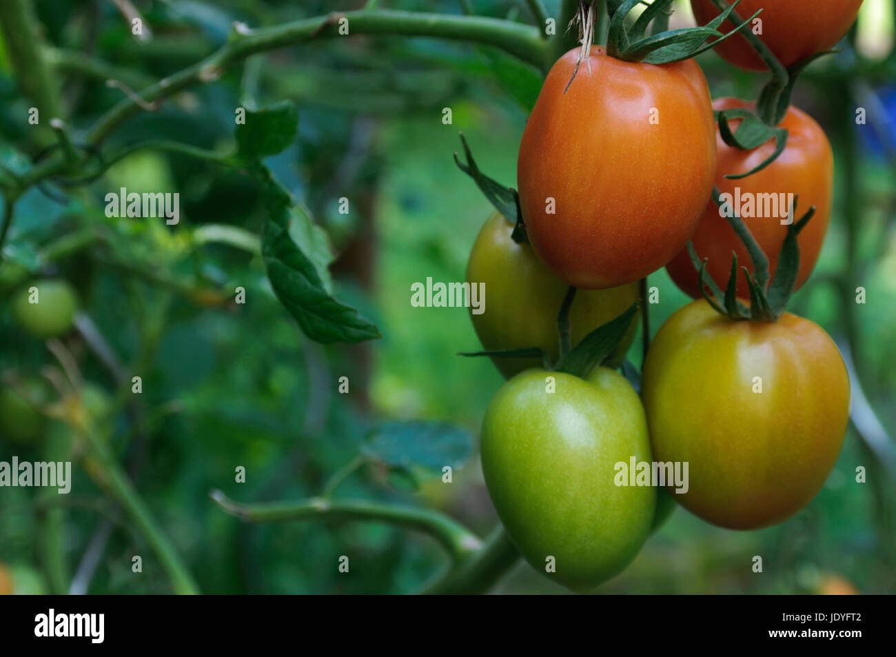 Gruene und rote Tomaten in einem Garten. Foto Stock