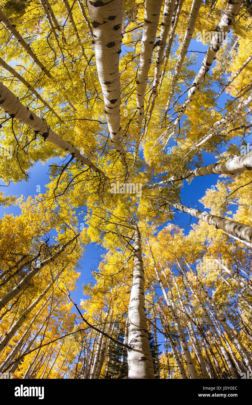 Ricerca in una foresta di coloratissimi aspen alberi in autunno prese con obiettivo grandangolare. Foto Stock