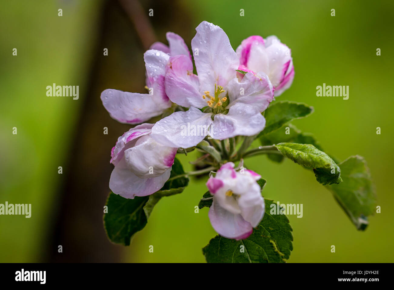 La Granny Smith Apple sboccia in un giorno di pioggia Foto Stock