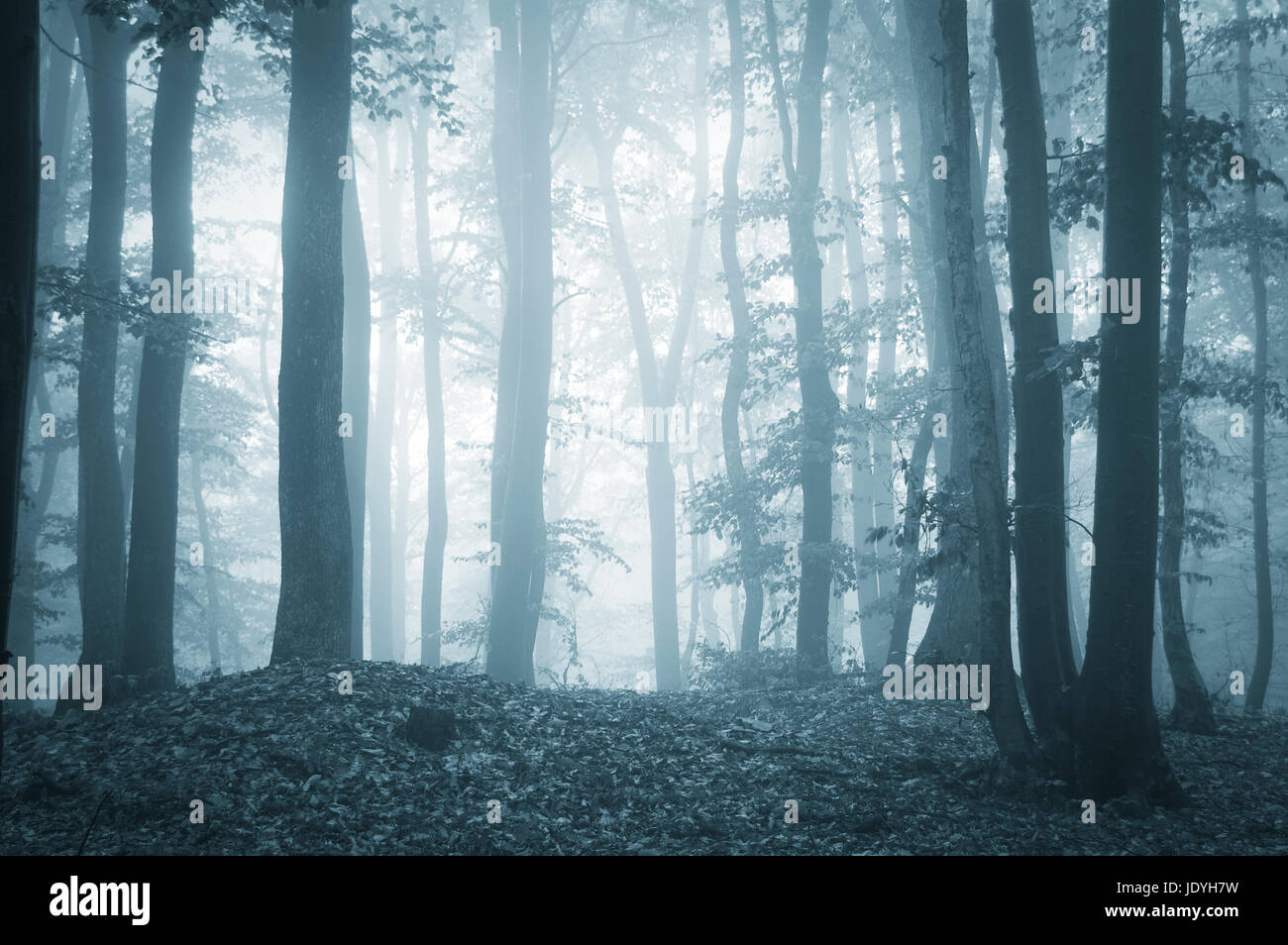 Dark Fantasy Forest con alberi in caso di nebbia, sfondo halloween Foto Stock