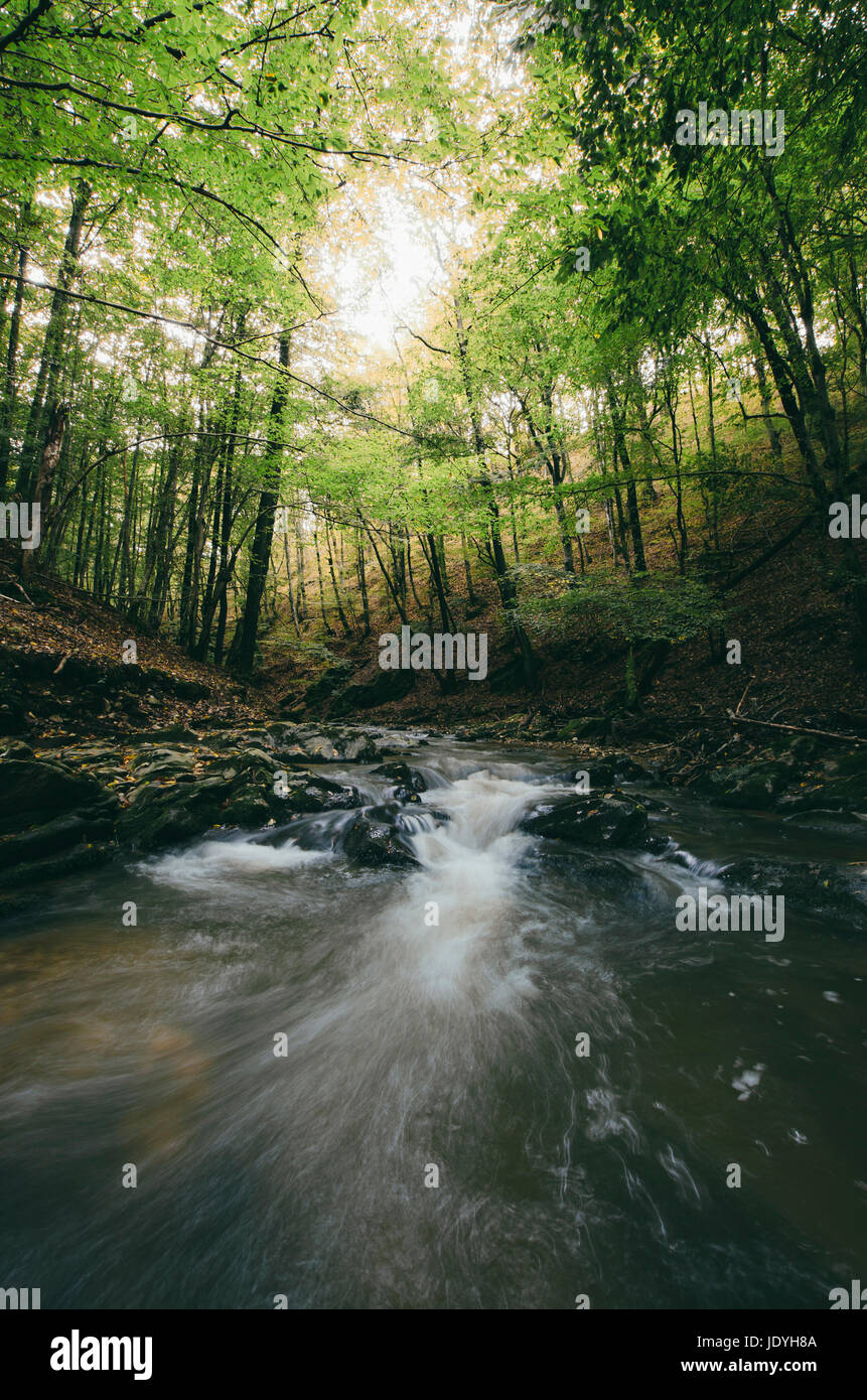 Foresta Fiume in autunno Foto Stock