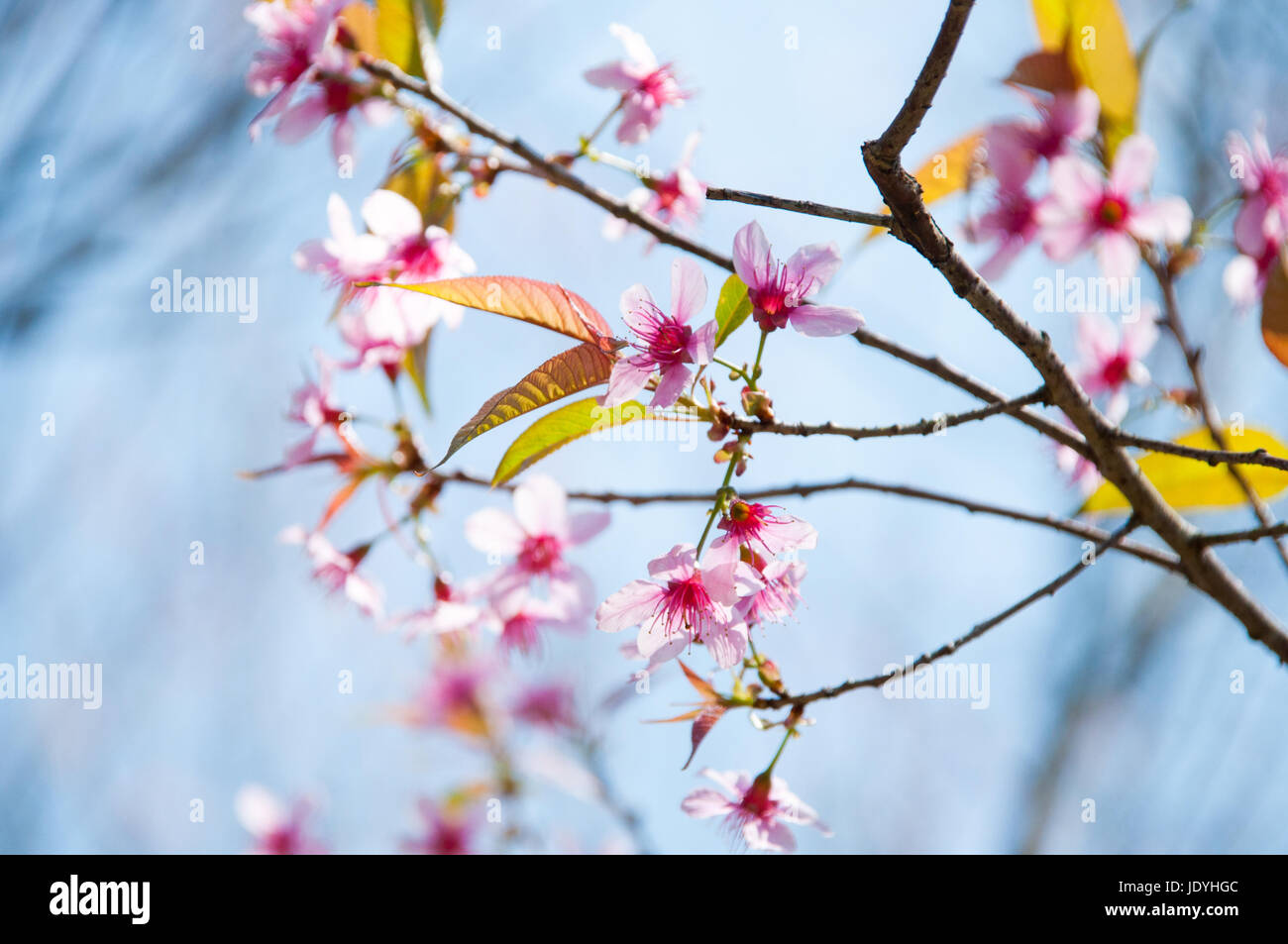 Rosa Sakura fiore che sboccia in Thailandia, oggetto è sfocata Foto Stock