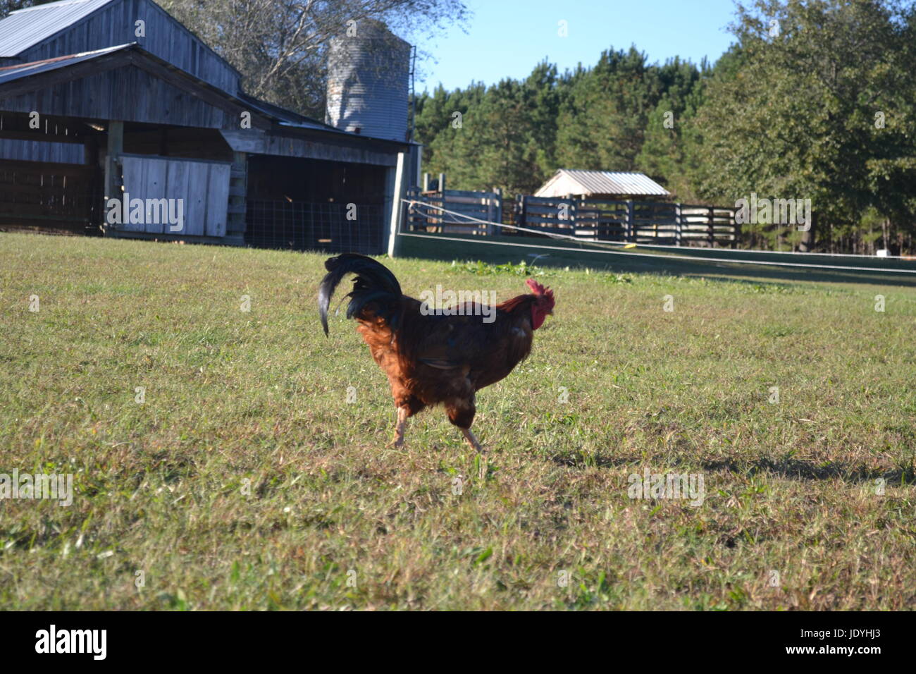 Gallo rosso Foto Stock