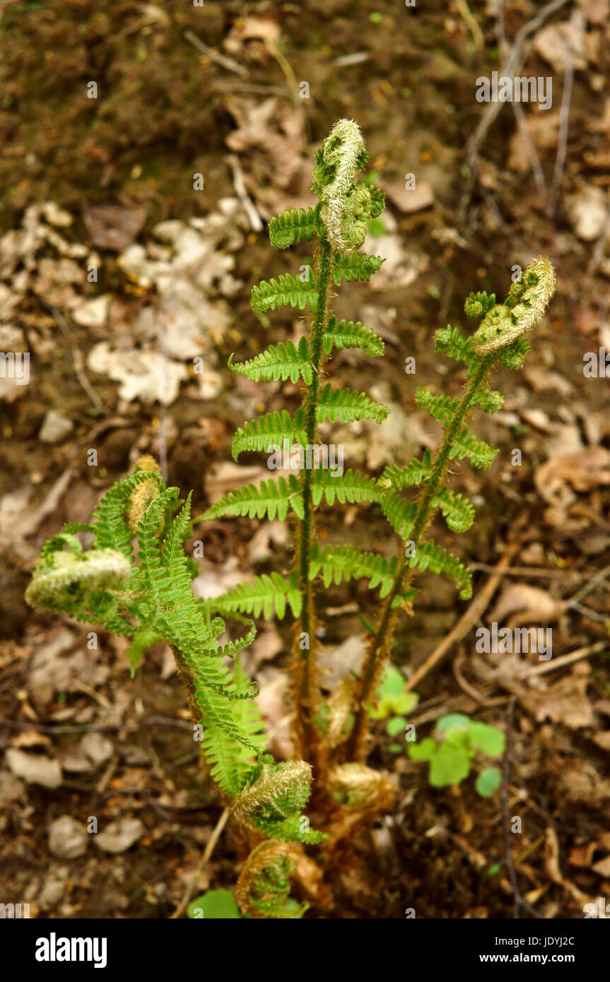 Ovaia fern fioritura primaverile di piante giovani di vita Foto Stock