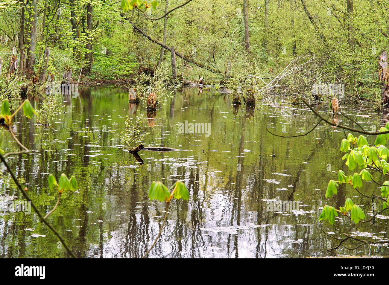 Una palude in foreste russe alberi caduti torba Foto Stock