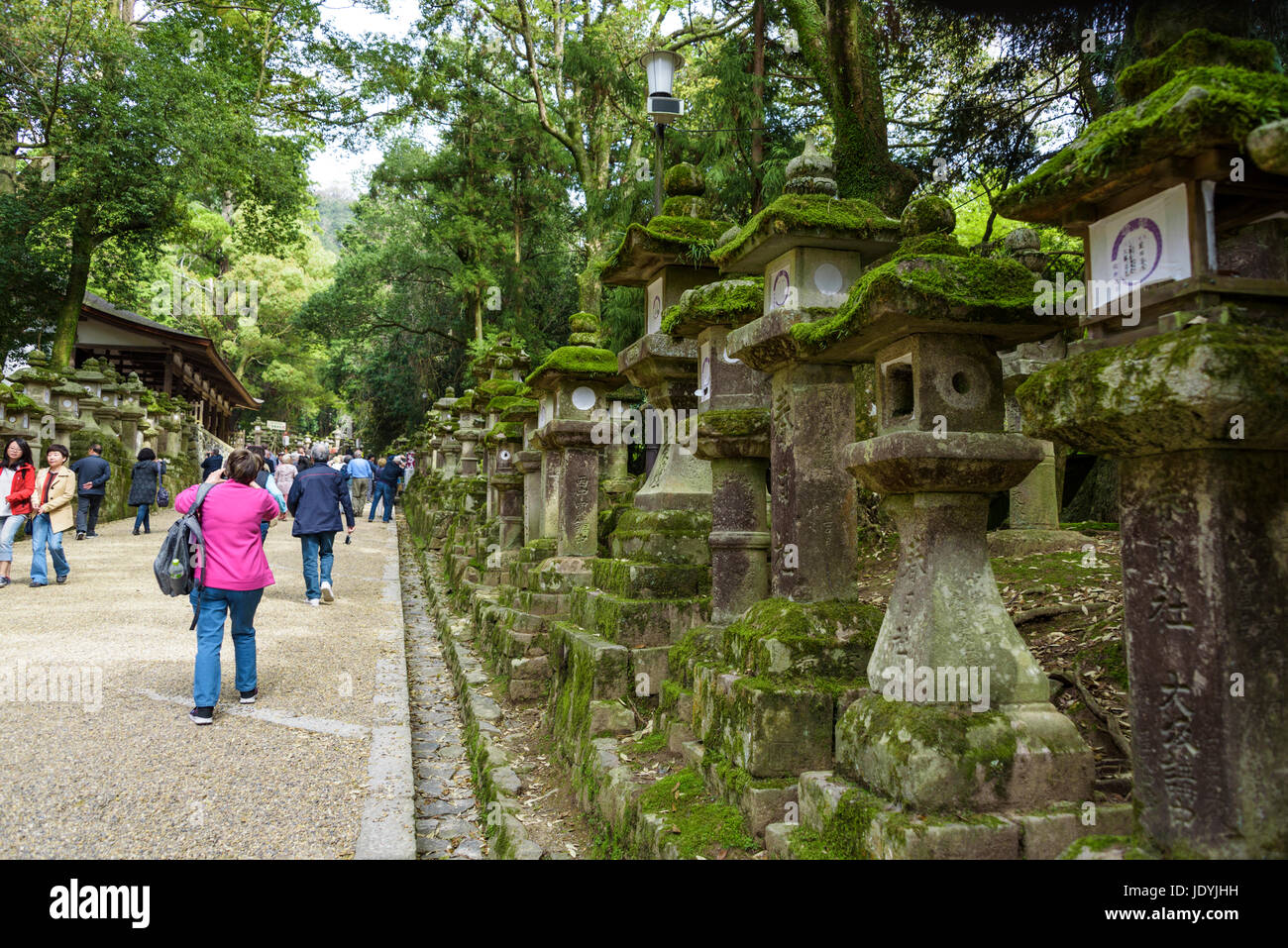 Di Kasuga Taisha lanterne di pietra Foto Stock