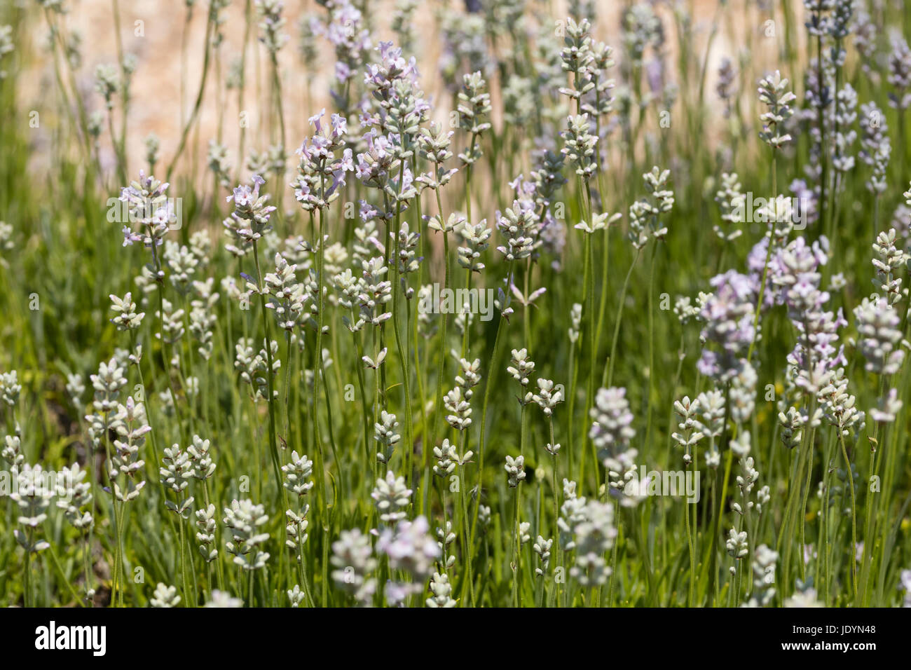 Giugno fiori e fogliame della arbustiva inglese Lavanda, Lavandula angustifolia 'Rosea' Foto Stock