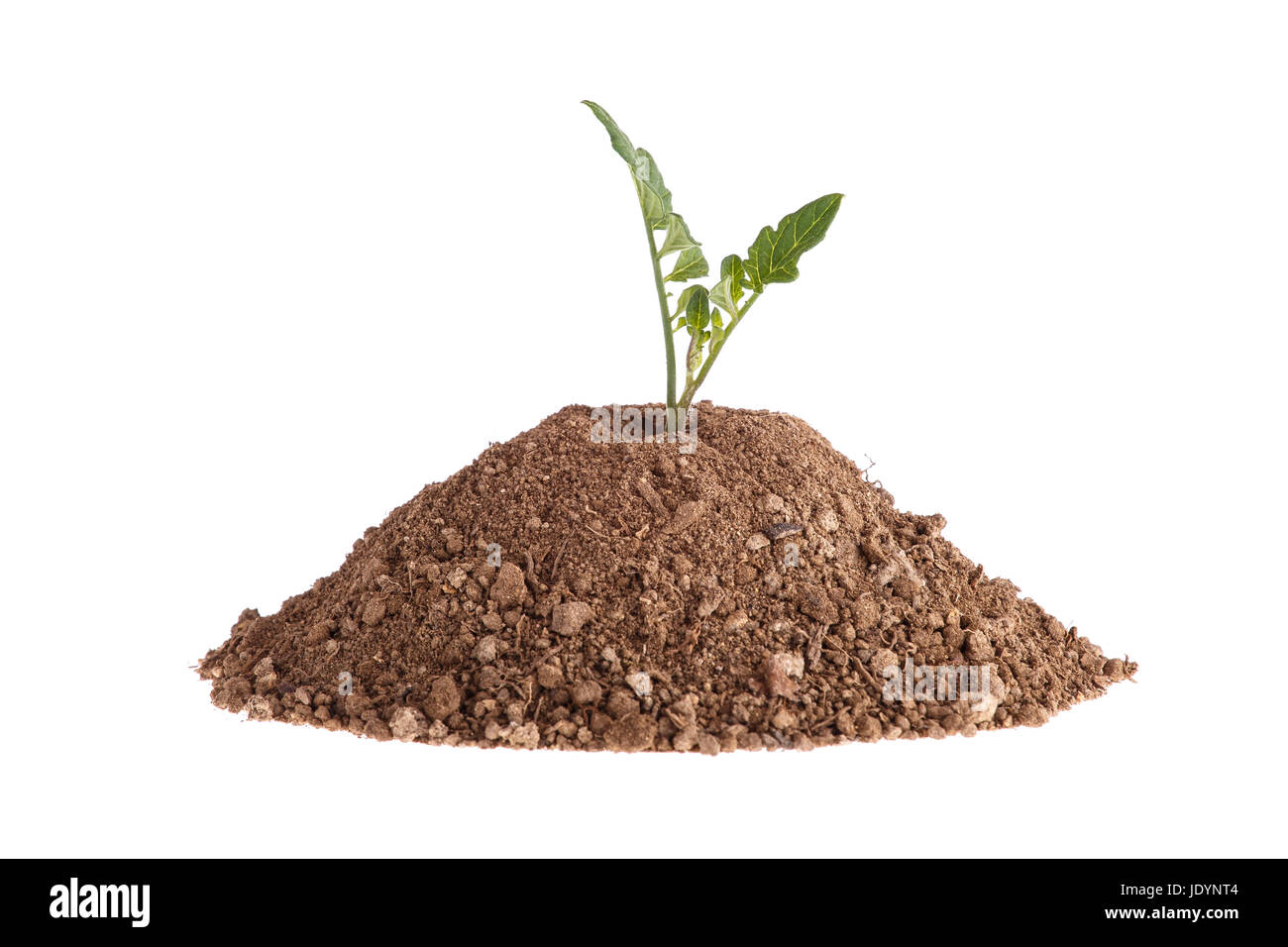 Creta con un impianto - piantine di pomodoro isolato su uno sfondo bianco. Il pomodoro germoglio verde isolato sul bianco Foto Stock