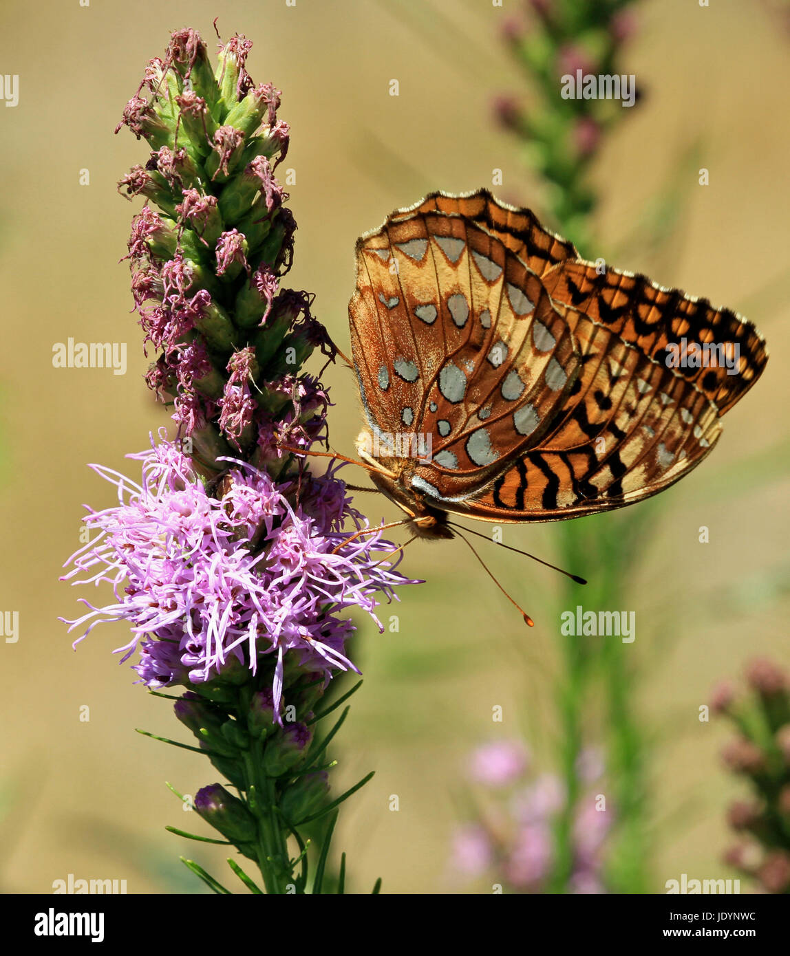Un grande Lamas Fritillary Butterfly (Speyeria cybele) impollinare blazing star (Liatris spicata) in una Nuova Inghilterra perenne giardino Foto Stock