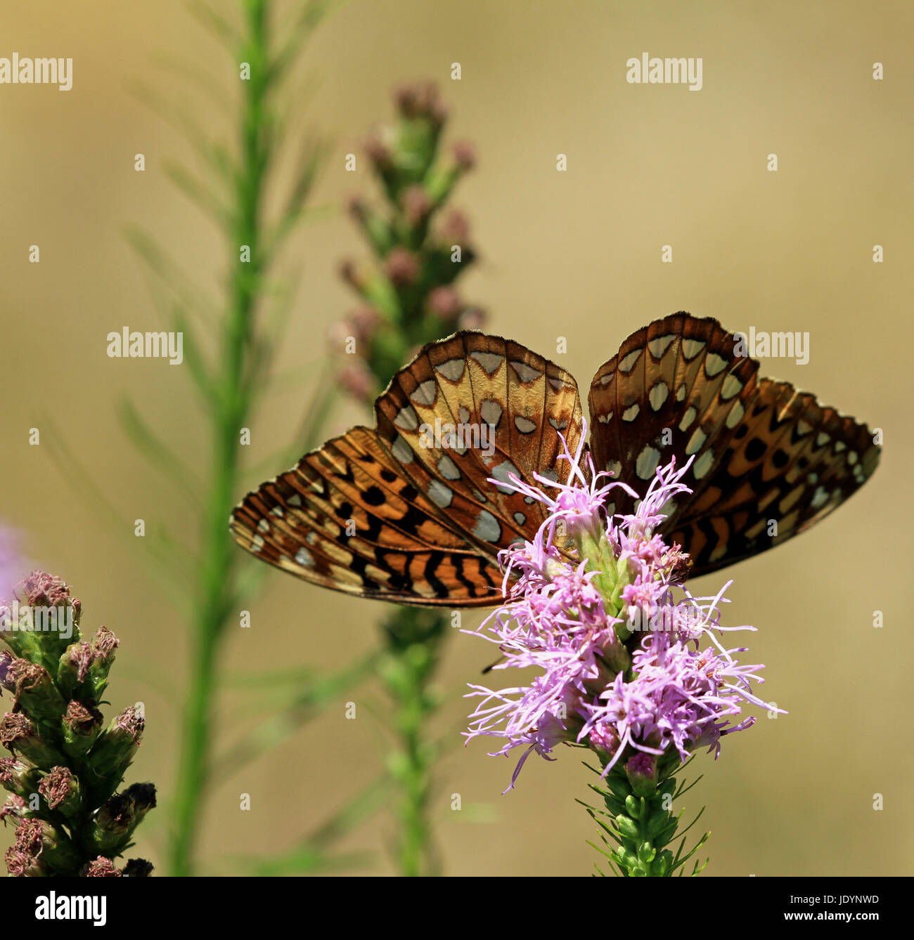 Un grande Lamas Fritillary Butterfly (Speyeria cybele) impollinare blazing star (Liatris spicata) in una Nuova Inghilterra perenne giardino Foto Stock