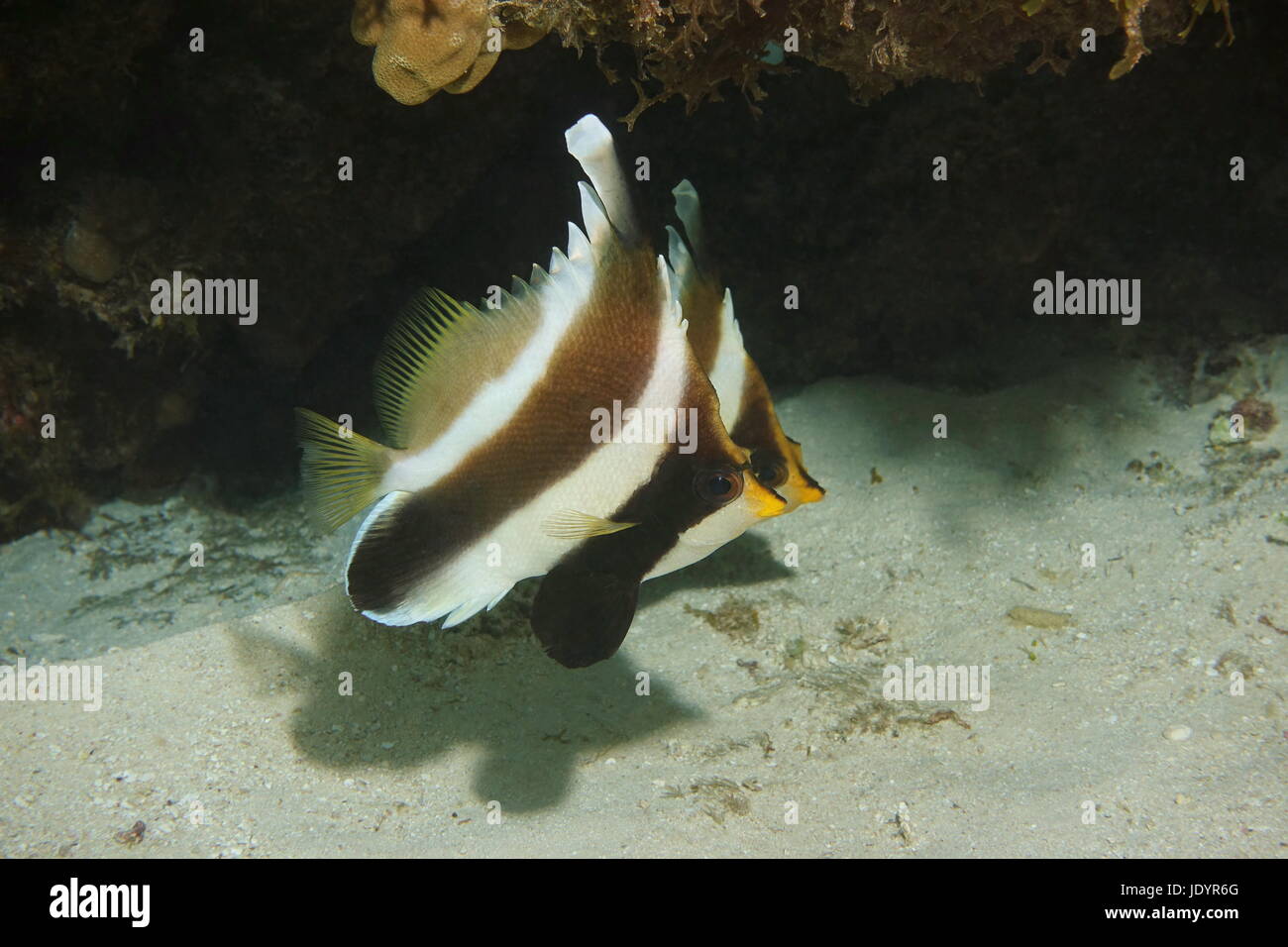 Pesce tropicale Heniochus Crisostomo, comunemente chiamato threeband pennantfish o pennant bannerfish, subacquea, oceano pacifico, Polinesia Francese Foto Stock