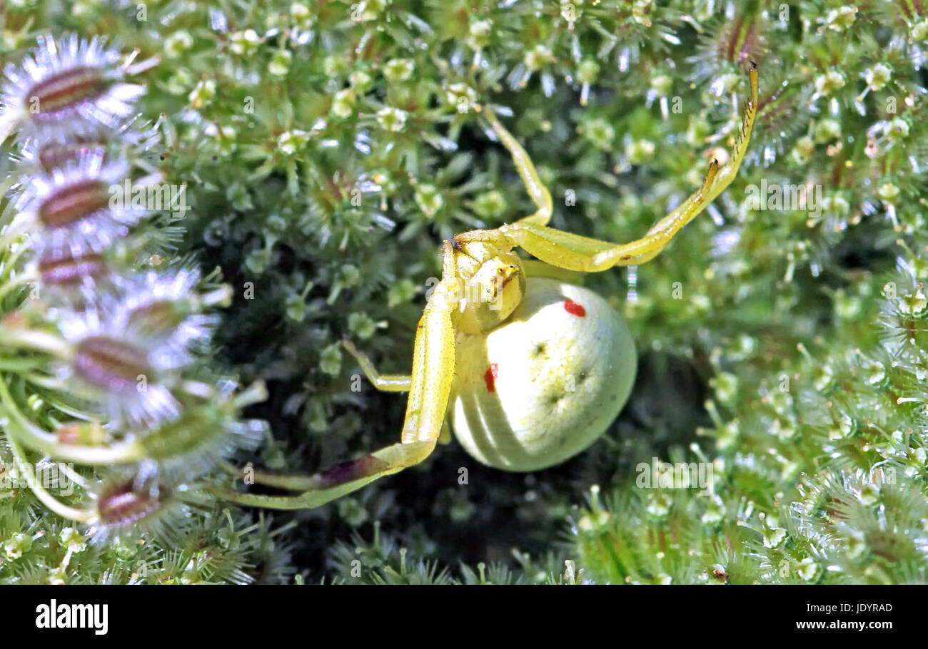 Il ragno granchio misumena Foto Stock